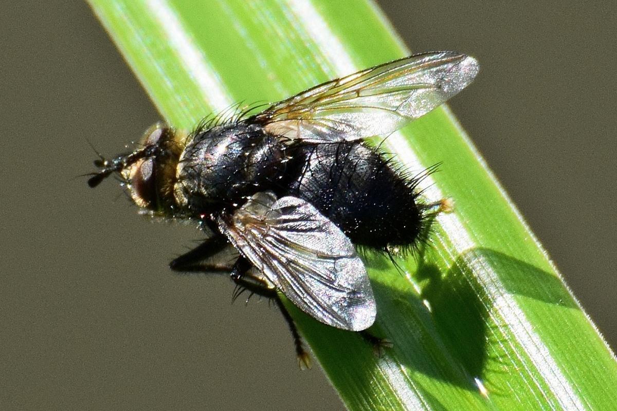 Eurithia anthophila